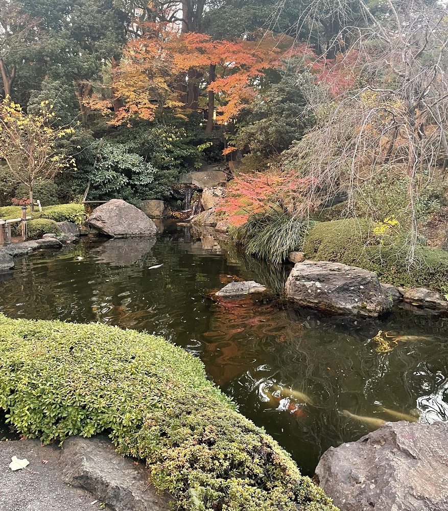 日本庭園と鯉
