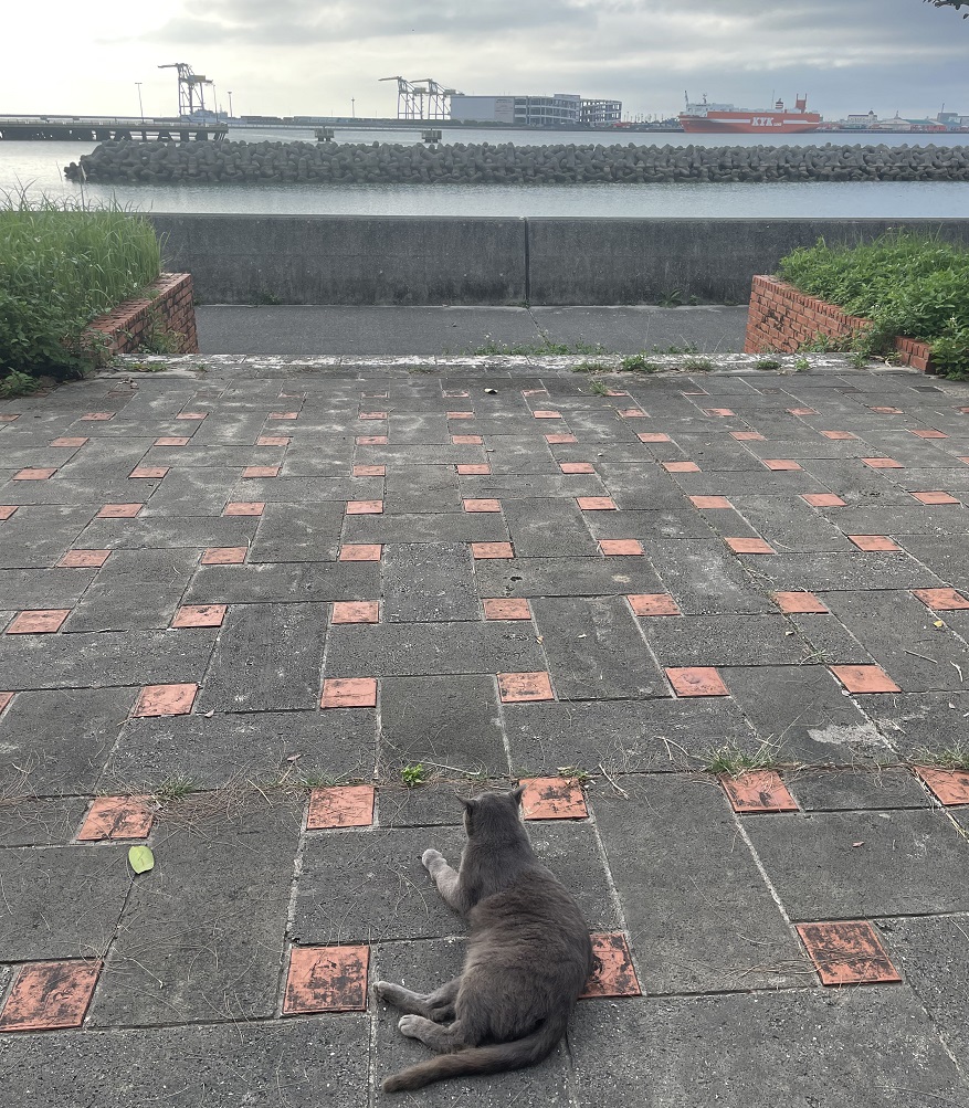 港を見る猫